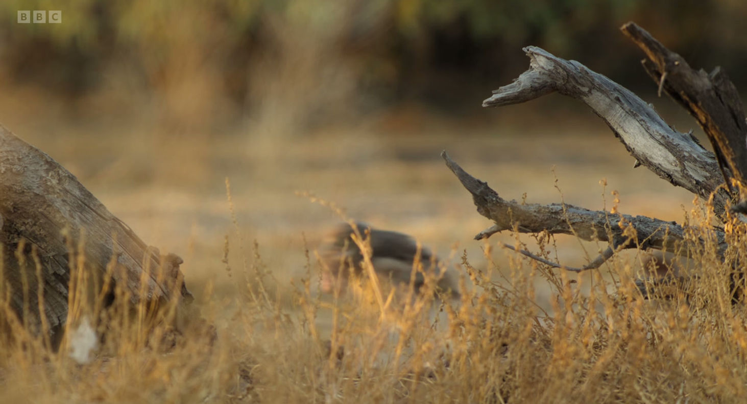 Burrowing Owls